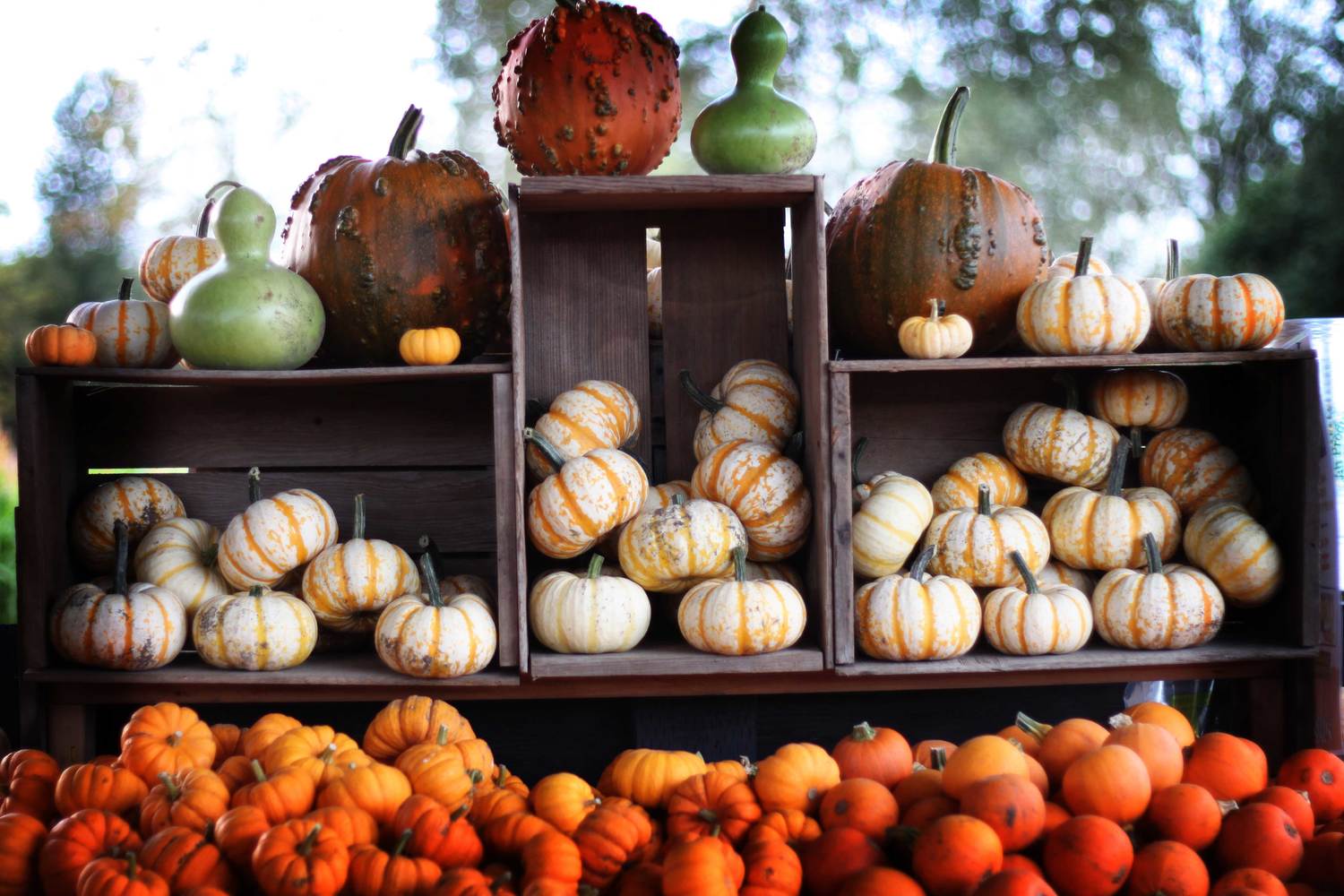 Mosby Farms Pumpkin Patch 